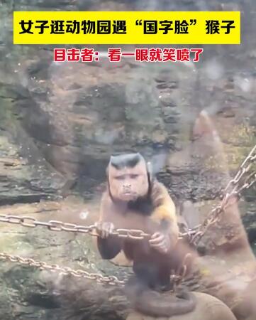 国字脸猴子是什么品种