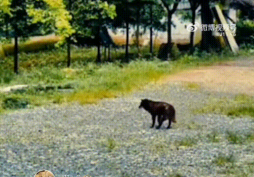 狗临死前为什么会离家出走